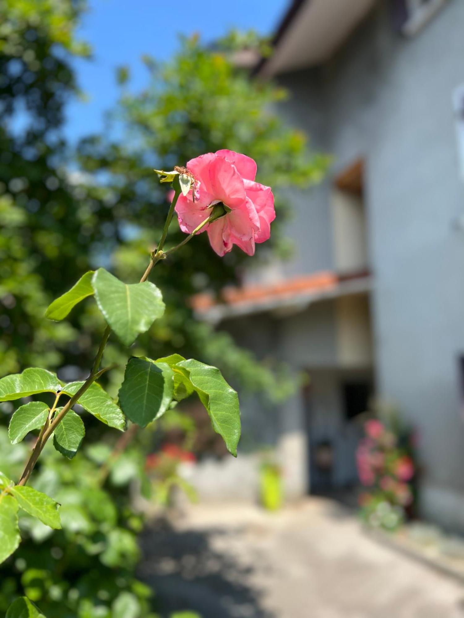 Apartamento La Branche Du Cerisier Annecy Exterior foto